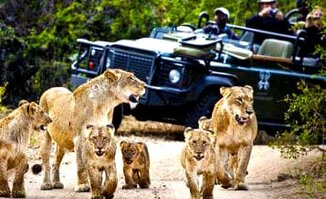south africa safari park